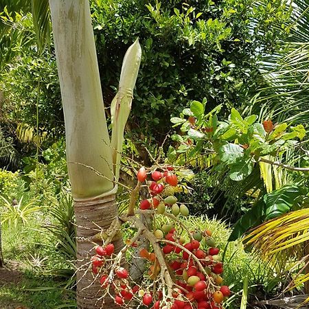Soufrière Kaye Mangoヴィラ エクステリア 写真