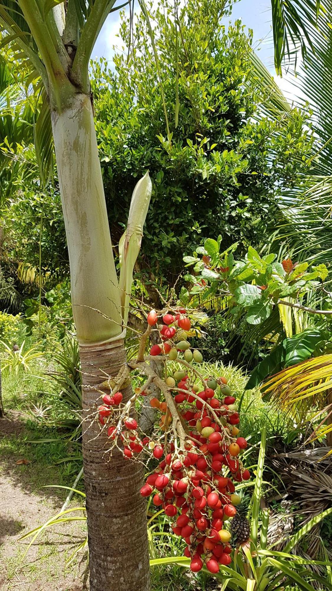 Soufrière Kaye Mangoヴィラ エクステリア 写真